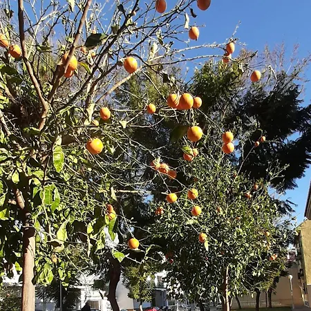 Salinas Boliches *